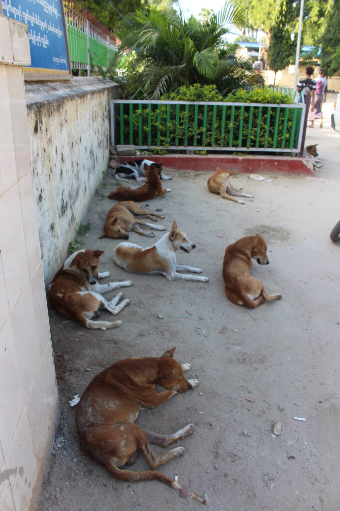 Những chú cún nằm dài trên đường phố Myanmar